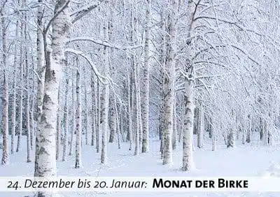 Keltischer Baumkalender - Monat der Birke