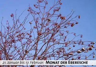 Keltischer Baumkalender - Monat der Eberesche