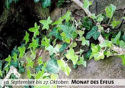 Keltischer Baumkalender - Monat des Efeus