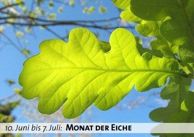 Keltischer Baumkalender - Monat der Eiche