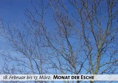 Keltischer Baumkalender - Monat der Esche