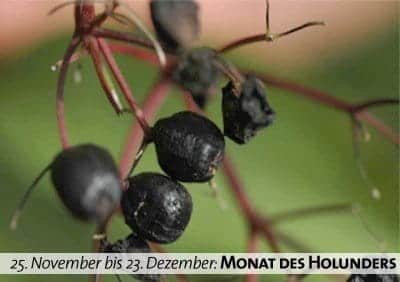 Keltischer Baumkalender - Monat des Holunders