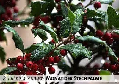 Keltischer Baumkalender - Monat der Stechpalme
