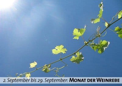 Keltischer Baumkalender - Monat der Weinrebe