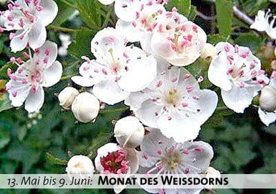 Keltischer Baumkalender - Monat des Weissdorns